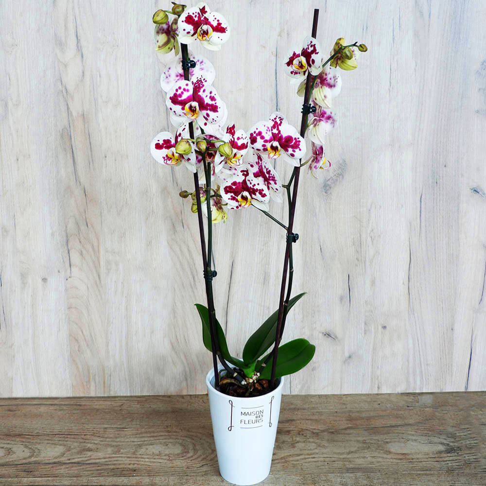 Spotted Orchid Phalaenopsis | Maison des fleurs