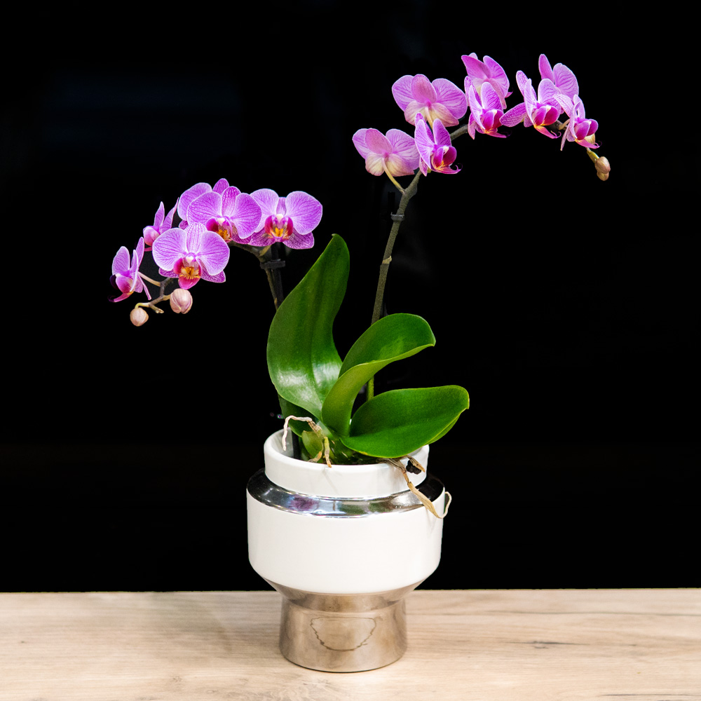 Phalaenopsis - Orchid Phalaenopsis in a pot.3 colours -White, Lila & purple!
