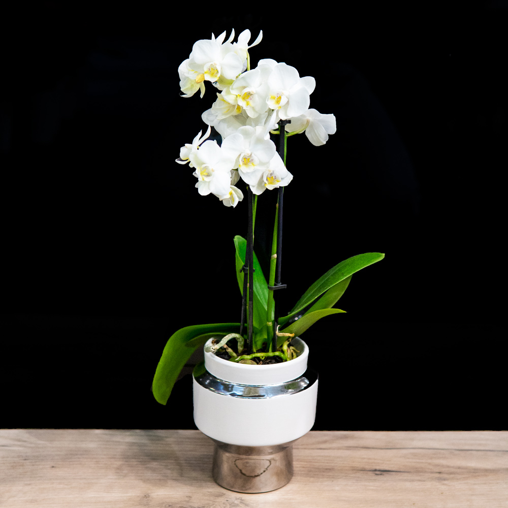 Mini Λευκή Phalaenopsis 