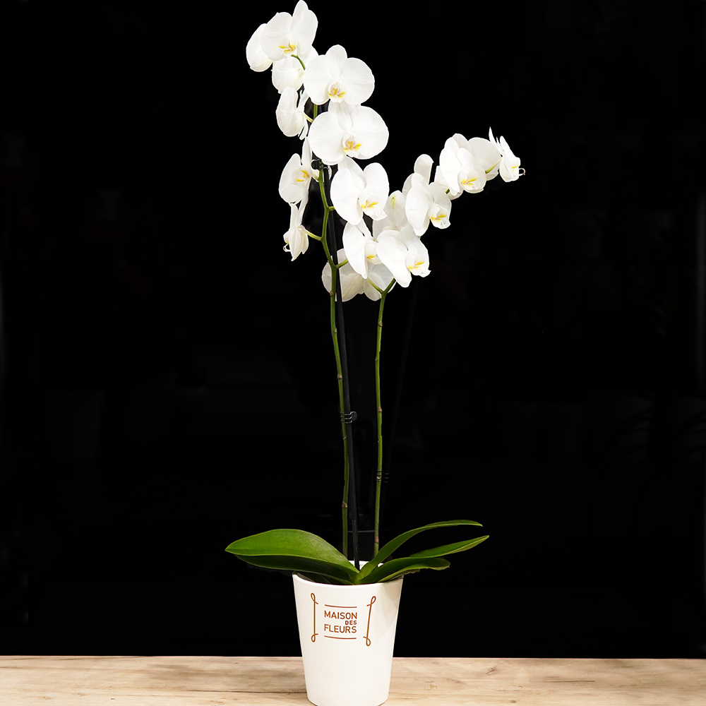 Επαγγελματικά Δώρα -  Ορχιδέα Phalaenopsis σε πήλινη βάση.  3 χρώματα - Λευκό, Λιλά & Μωβ!