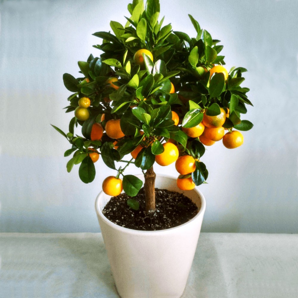 Citrus - An outdoor plant in a ceramic pot. Height 0.50cm