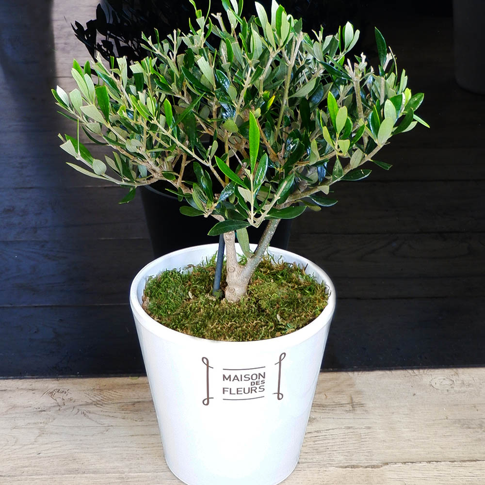 Olive - Small olive plant in a white pot!