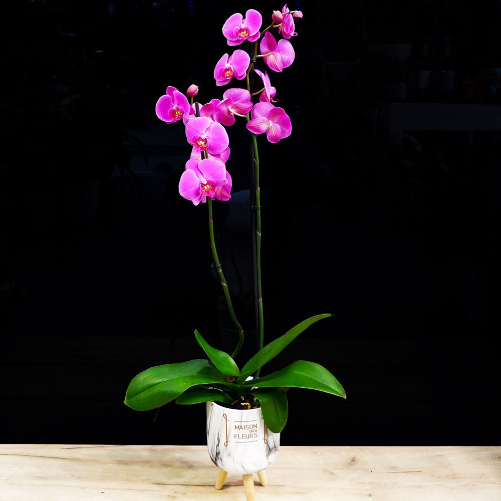 Purple Orchid in a special pot
