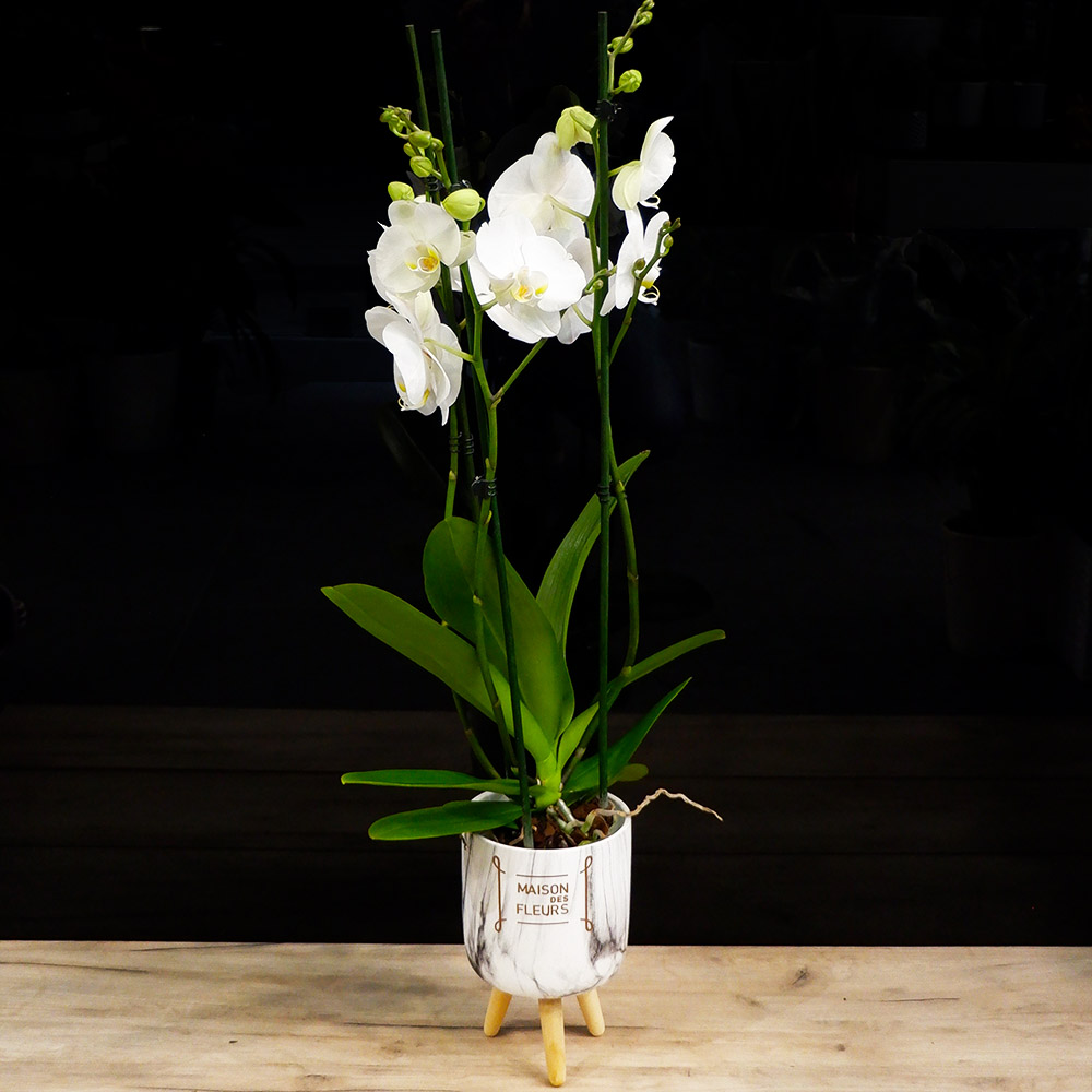 White Orchid in a special pot