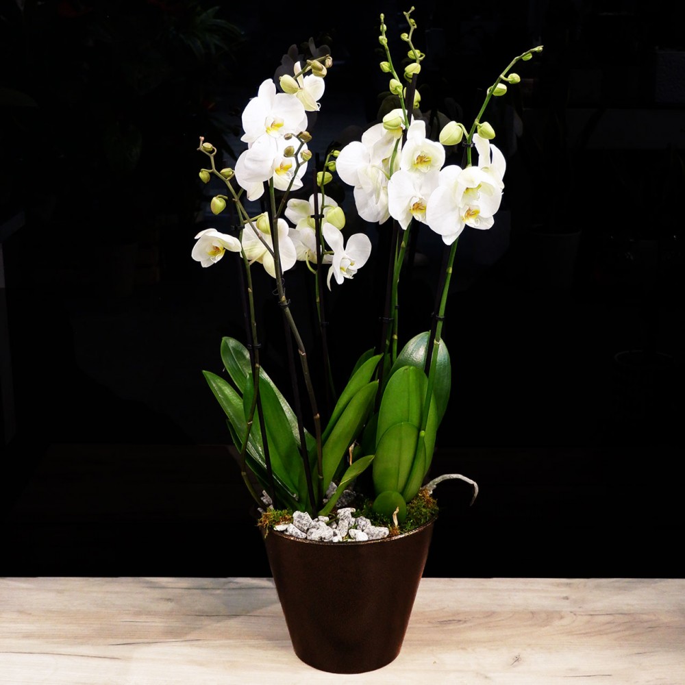 Triple Orchid Composition 