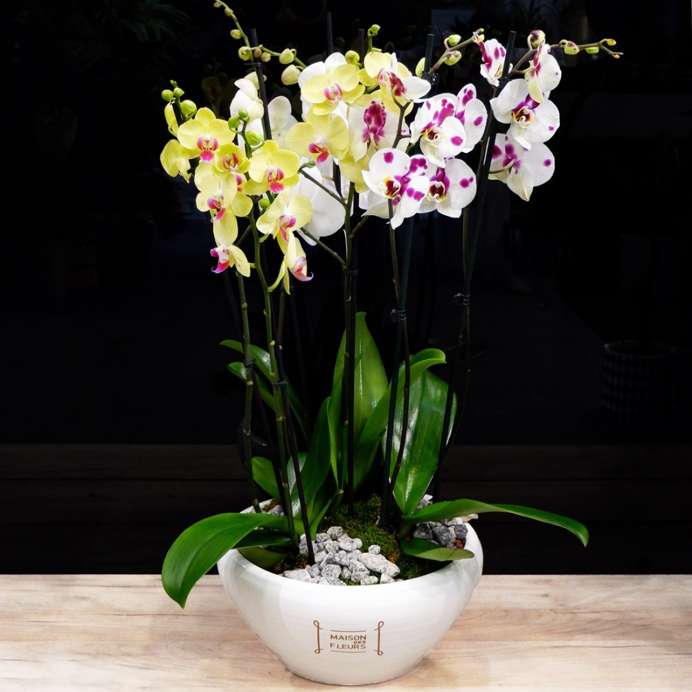  Orchidea Phalaenopsis