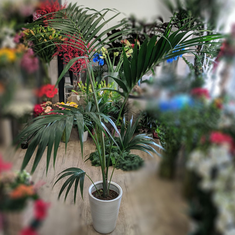 Επαγγελματικά Δώρα - Φυτά -  ΦΥΤΑ-Μεγάλη κέντια Φυτό εσωτερικού χώρου σε κεραμική βάση