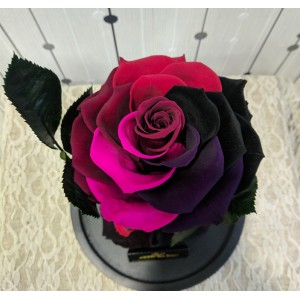 Forever Roses - Forever Black Purple