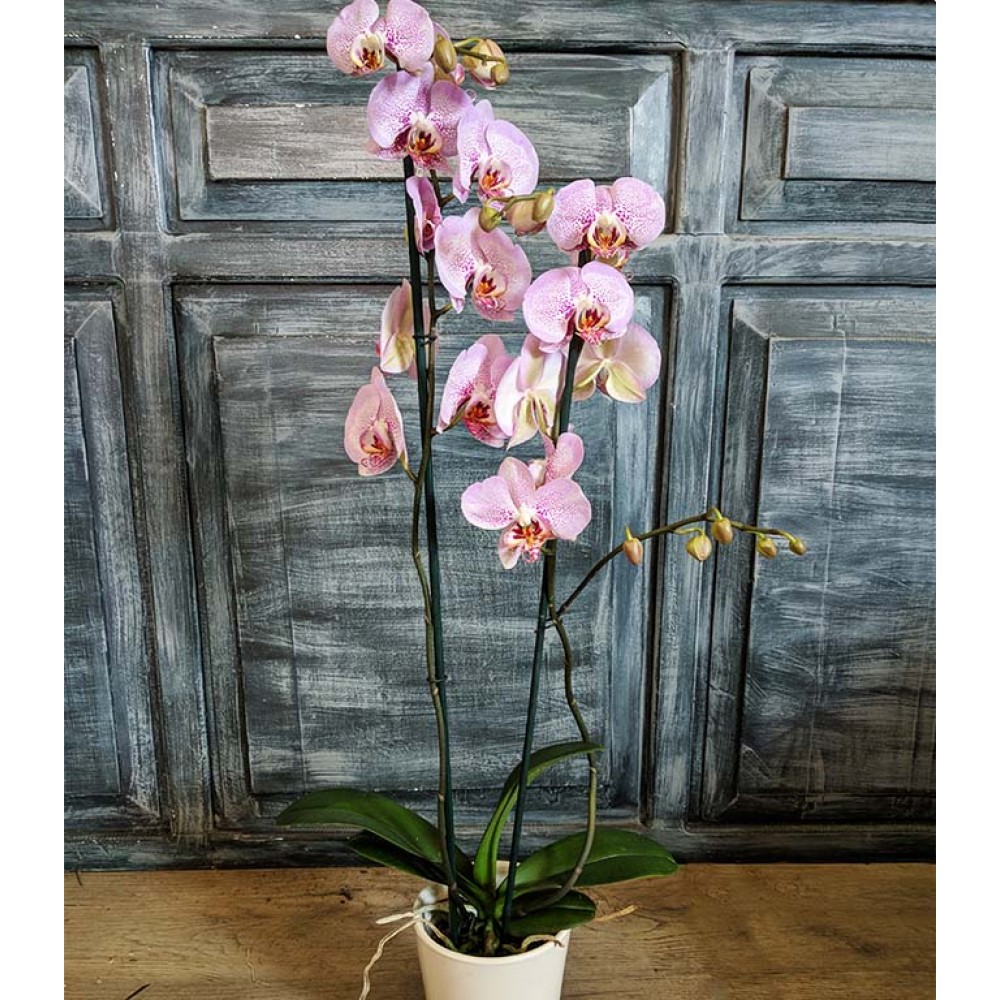 Ορχιδέα  - Ροζ Phalaenopsis 
