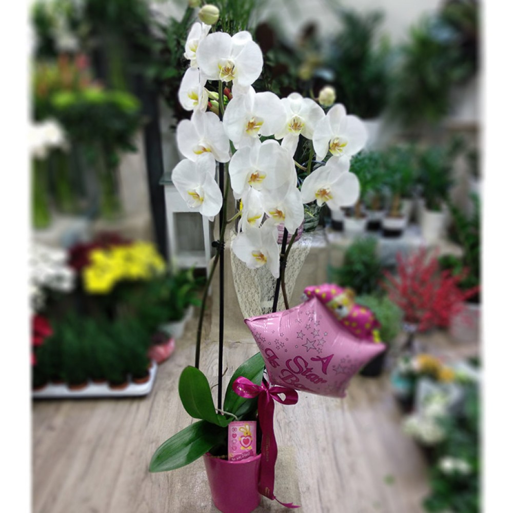 Λευκή Orchidea Νεογέννητο