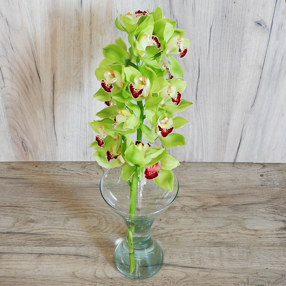 Green Cymbidium - A clone of green orchid cimbidium with a variety of foliage & impressive wrapping!