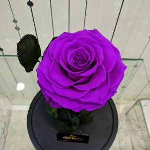 Forever Roses Purple 