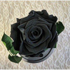 Forever Roses - Forever Black 