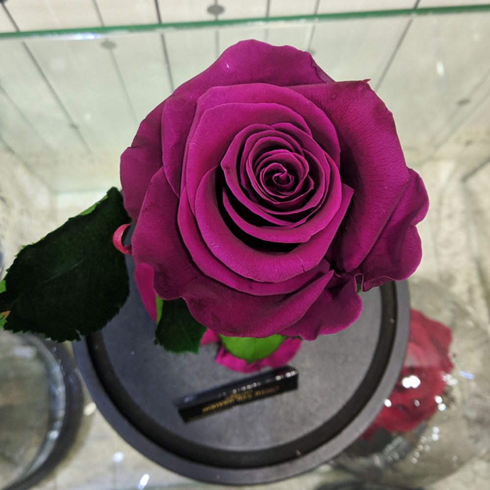 Forever Roses Purple